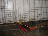 /album/%20fais%c3%a3o%20dourado/tino-195-jpg1/